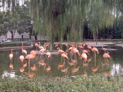 火烈鸟-石家庄市动物园