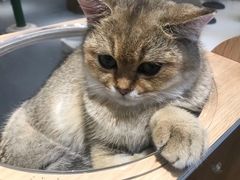 -飞行喵MR PILOT|猫舍·猫咖(静安大融城店)