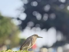 -石炮台公园