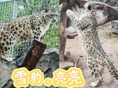 -青藏高原野生动物园