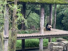 -中国大熊猫保护研究中心雅安碧峰峡基地