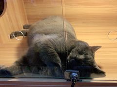 -喵百万·布偶·蓝金金渐层英短·猫舍(百子湾店)