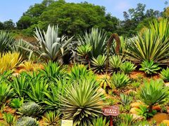 -深圳仙湖植物园