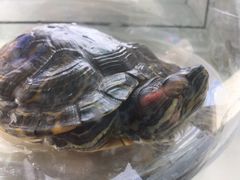 -雨林宠物医院·异宠专科(浦东分院)