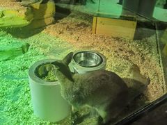 -zoonana室内动物园(东方福来德店)