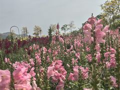 -天适樱花悠乐园