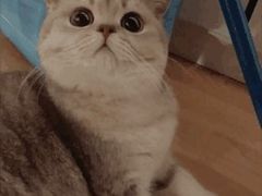-喵百万·布偶·蓝金金渐层英短·猫舍(百子湾店)