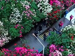 -贵州百里杜鹃风景名胜区
