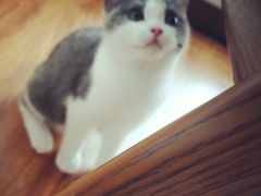 -猫爪屋猫咖(乐汇城店)