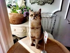 -共舞时光猫咖·狗咖(新街口店)
