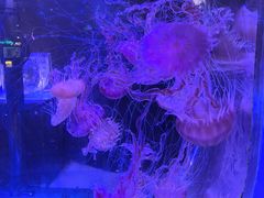 -海合安青岛极地海洋公园