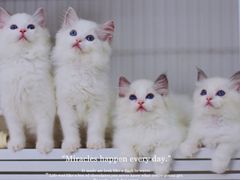 -Bastet sally猫舍购宠(静安店)