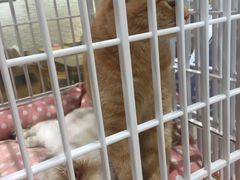 -藏猫猫咖啡主题馆(中央大道店)