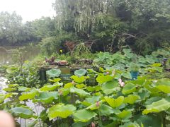 -新江湾城公园