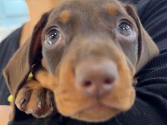 -萌宠之家·腊肠犬·马尔泰·小体犬舍