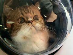 -宠颐生宠物医院·心肾内科·猫专科诊疗中心宠巢店