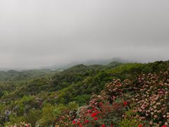 -贵州百里杜鹃风景名胜区