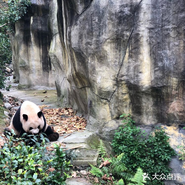 成都旅游攻略|休闲看熊猫之旅