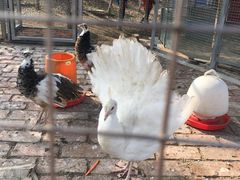 -武汉紫薇都市田园