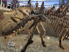 -国家自然博物馆