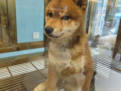 -青石桥花鸟鱼虫市场(叠翠城店)