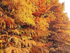 -昆山城市生态森林公园