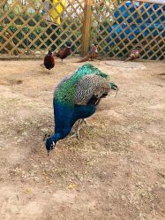 -萌宠亲子动物乐园(槐房万达店)