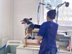 -派美特宠物医院·核磁CT·骨科肿瘤·疑难转诊(沈农禾丰店)