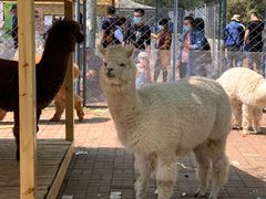 -长白岛森林公园