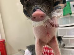 -怪兽屋·羊驼·猫咖·狗咖(俊华广场店)