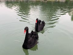 -苏州金鸡湖大酒店