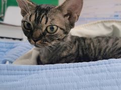 -瑞派动物医院·猫专科·至诚(江南中分院)