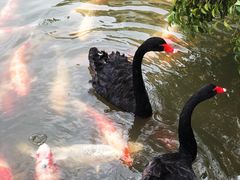 -茵特拉根酒店·西餐厅