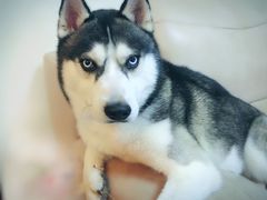 -派多格宠物(鼓楼店)