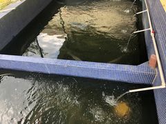 -鸿渡渔庄·特色鸭咀鱼