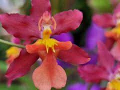 -北京植物园-展览温室