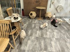 -楼上猫咖(罗湖店)