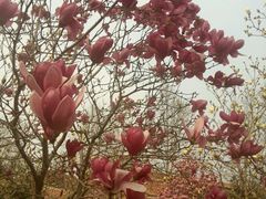 -洛阳郁金香牡丹园