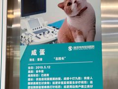 -伟伟宠物医院·CT影像中心·瑞派犬猫综合性门诊(汉口总院)