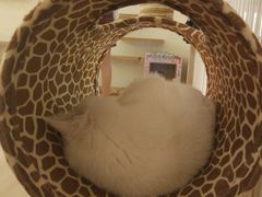 -猫腻·猫咖·撸猫馆(星光大道店)