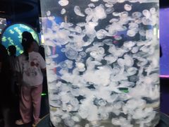-芜湖新华联大白鲸海洋公园