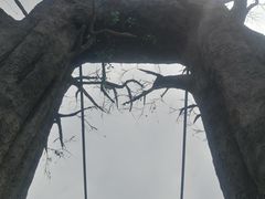 -西青郊野公园