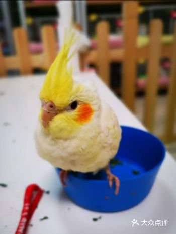 快来萌宠乐园和小动物交朋友吧！