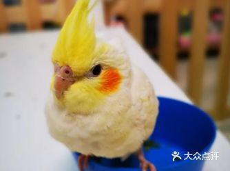 快来萌宠乐园和小动物交朋友吧！