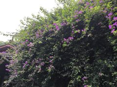-成都杜甫草堂博物馆