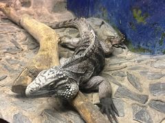 -上海大自然野生昆虫馆(东方明珠·爬宠昆虫探索中心)
