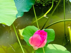 -洛阳市隋唐城遗址植物园