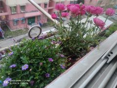 -双季花艺园艺市场(浦东店)