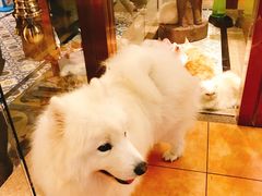 -more than meow吴止猫主题餐厅(承德 中船汇店)