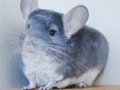 -龙猫仔乐园(惠福东路店)